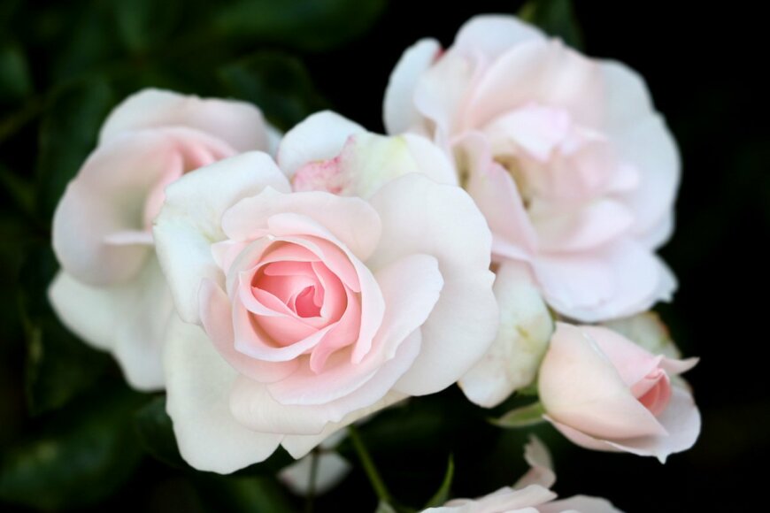 Natalia Greeske/shutterstock.com