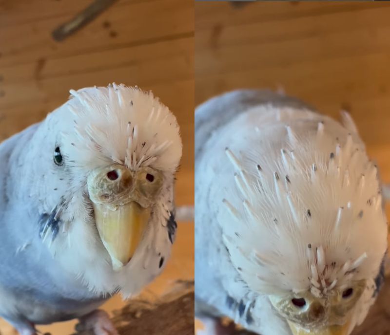 出所：@zundamame_cockatiel