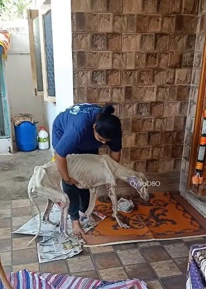 「骨と皮ばかりで、何日も道をさまよっていた」野良犬ダイアナの保護と回復の日々に、世界から温かい声