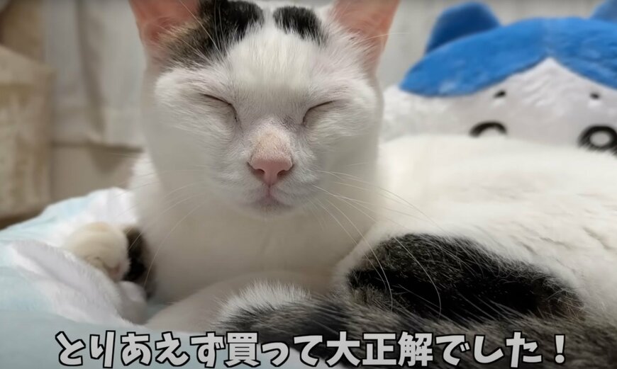 「こりゃ大満足ニャ」プレゼントのペットベッド　猫ちゃんたちが群がる大盛況っぷりが話題に