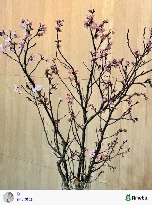 出所：研ナオコの公式ブログ　 参照日：2026年3月19日