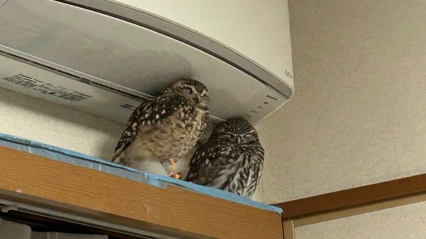 【気持ちよさそうに眠るフクロウ】2羽が仲良く寝ている場所に注目！