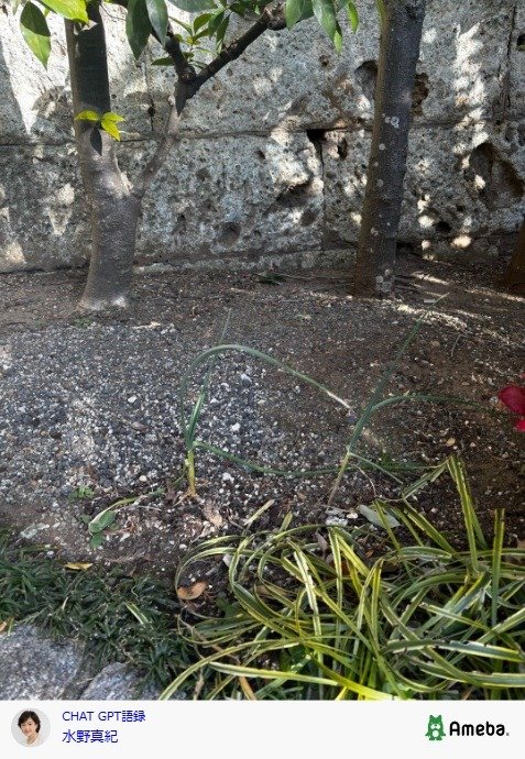 出所：水野真紀の公式ブログ 参照日：2026年2月2日