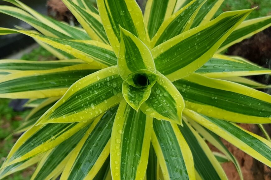 Wan Fahmy Redzuan/shutterstock.com