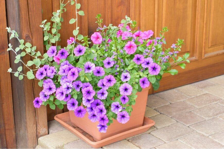 Tunatura/shutterstock.com