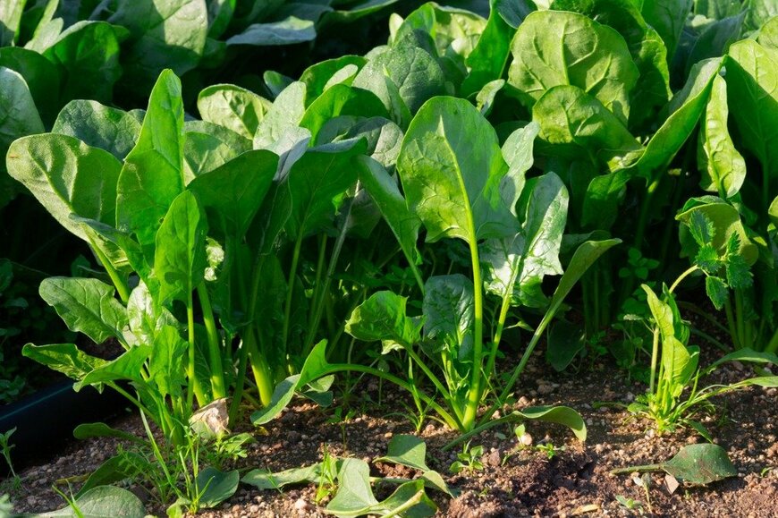 JackF/istockphoto.com