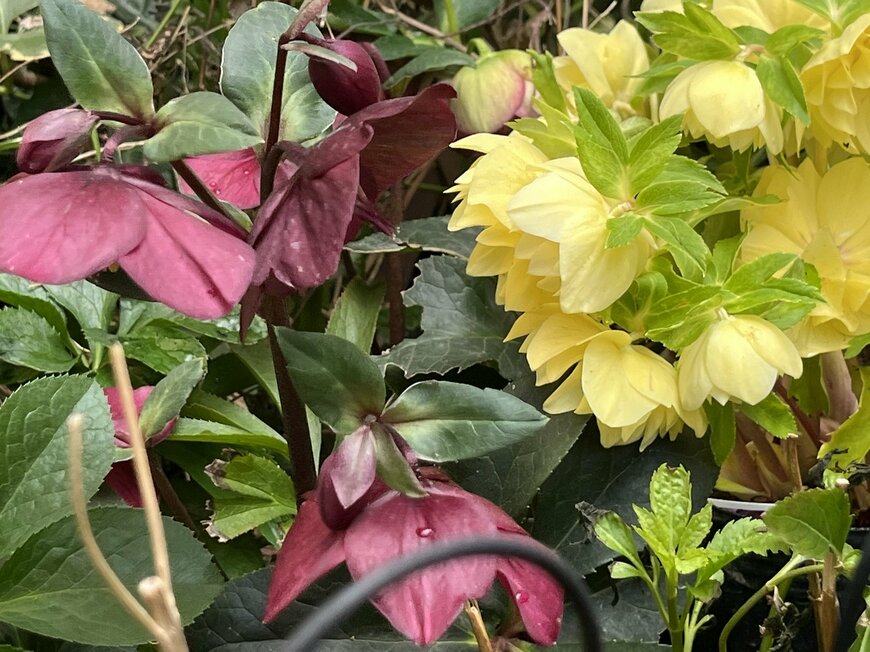 LIMOガーデニング部撮影