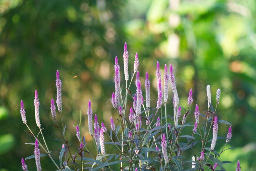 Tri Kun/shutterstock.com