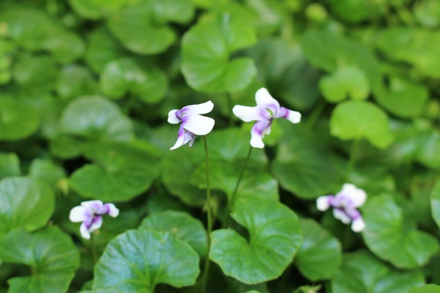 RukiMedia/shutterstock.com