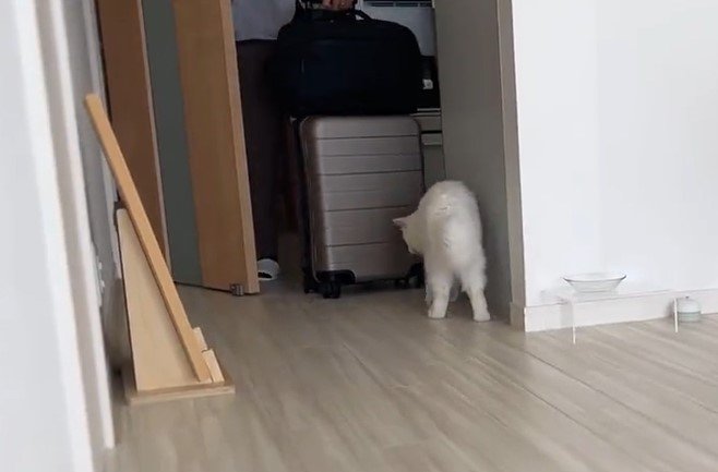 出所：@meltube_cat