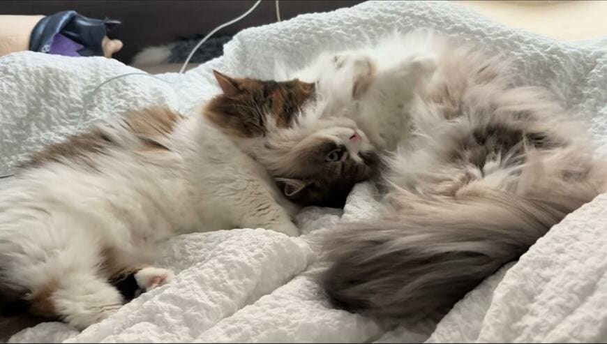 【2匹の間に挟まれたい】かわいすぎる兄妹猫のお昼寝姿が話題　仲良しな様子に思わずほっこり