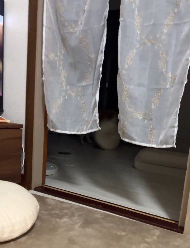 出所：@fufufufufu_ta