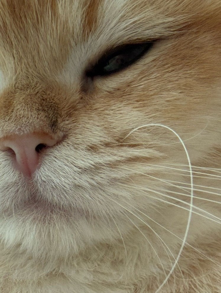 出所：@momosuikitty