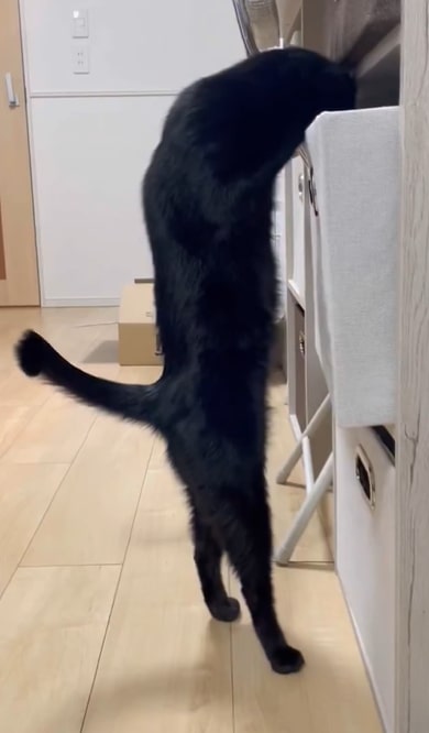 出所：@Teagle_Noir