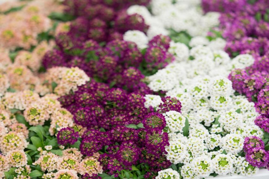 yoshi0511/shutterstock.com