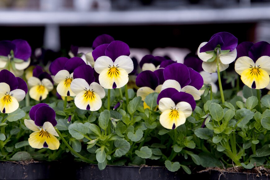Katerina Dalemans/shutterstock.com