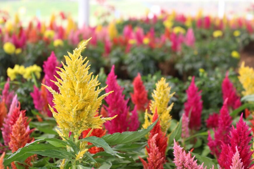 Korpong Kongpreeda/shutterstock.com