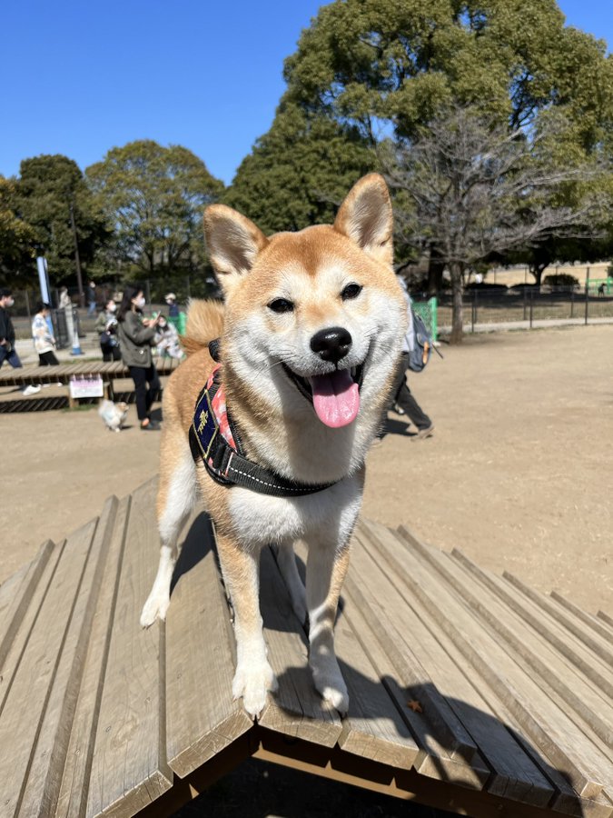 出所：@shibainu_yui