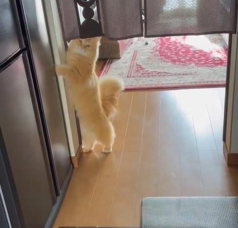 出所：@NEKOLAND13