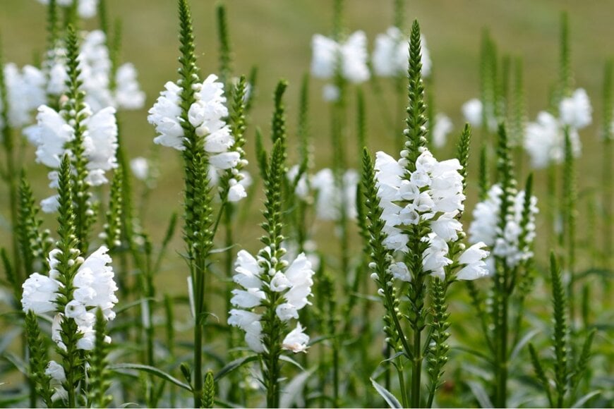 Nahhana/shutterstock.com