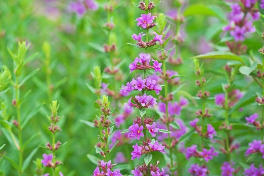 igaguri_1/istockphoto.com