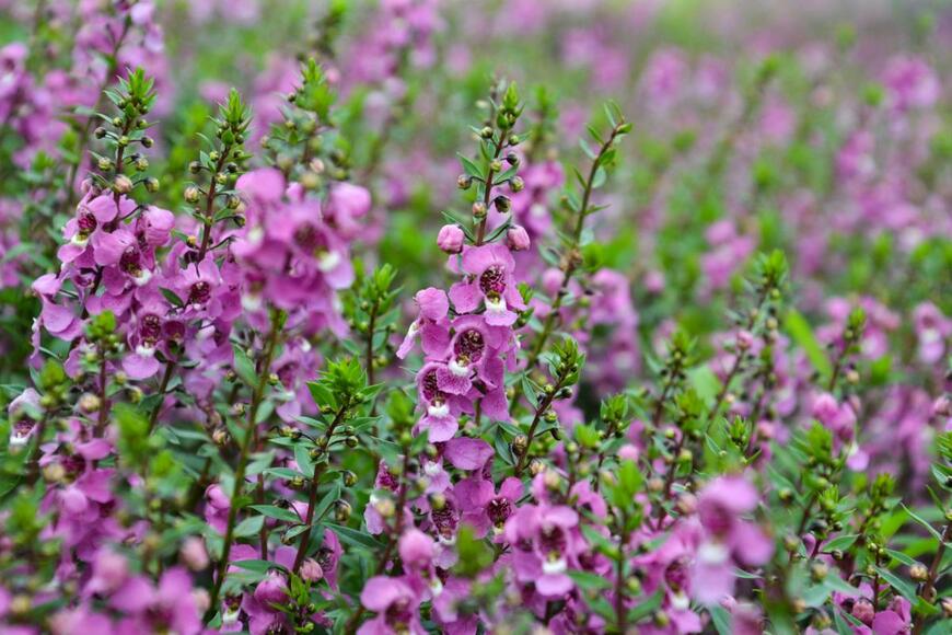 sutapat.t/shutterstock.com