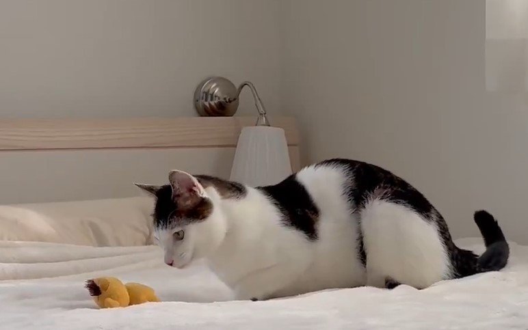 出所：@Saeroyi_cat