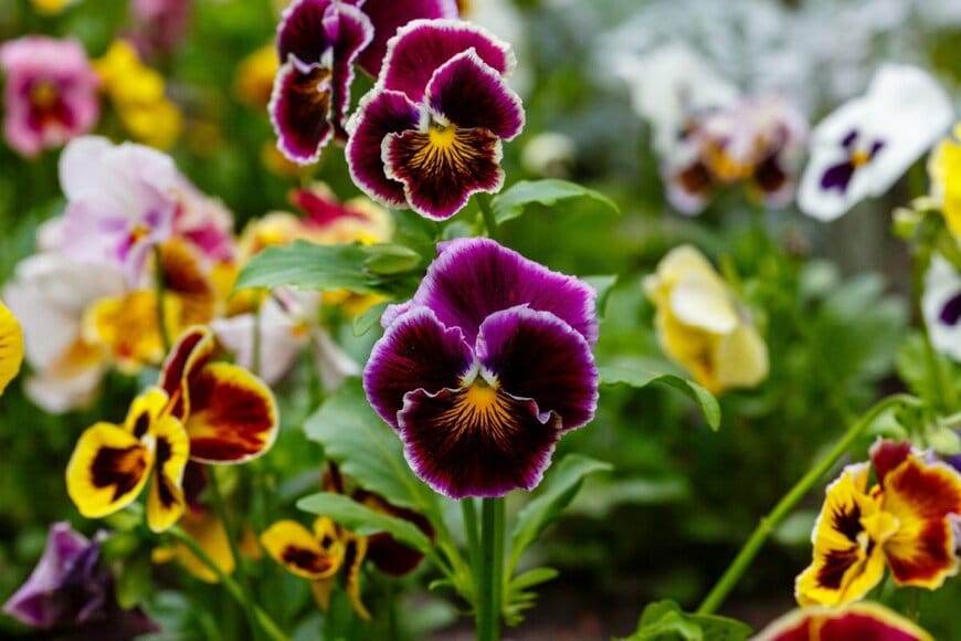 Flower_Garden/shutterstock.com