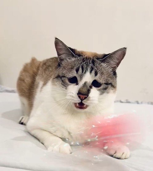 出所：@piennekomint