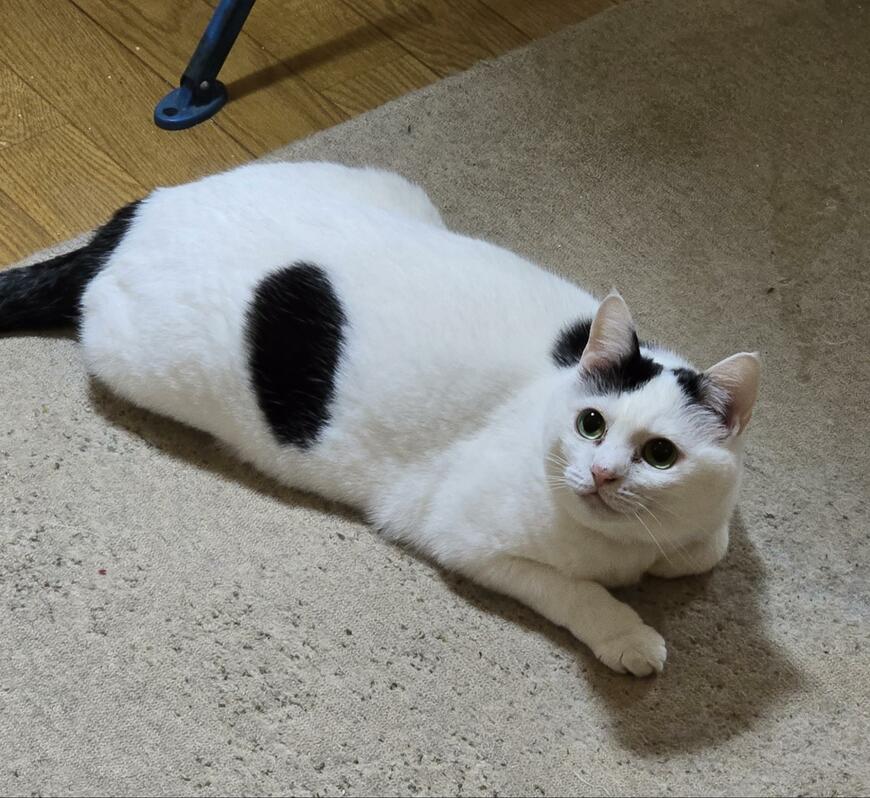 出所：@sironezumi77