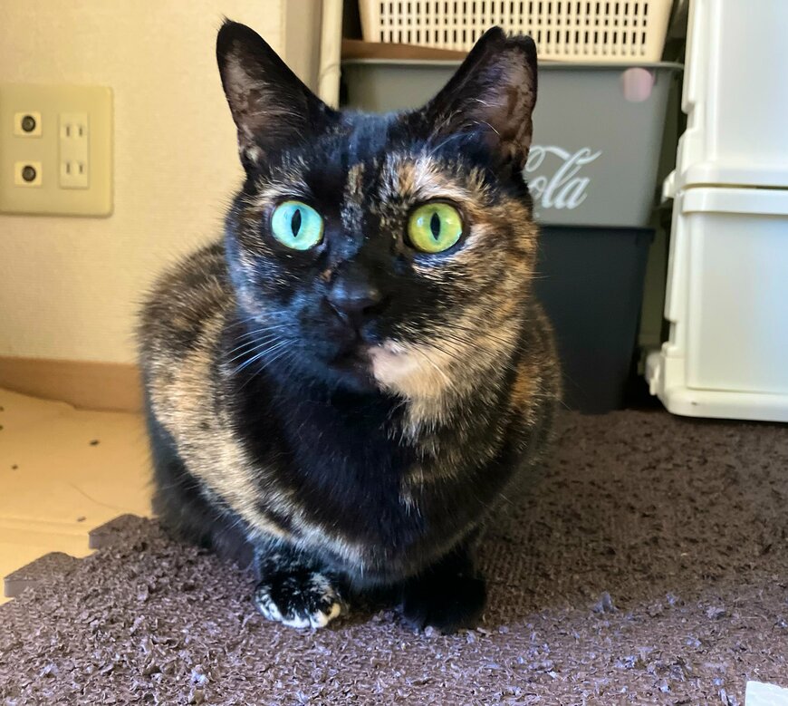 出所：@TTomoecarl