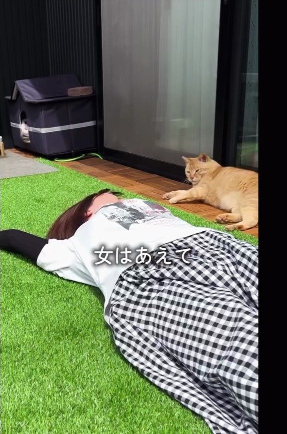 野良猫のために日陰のテラスをDIY！ 溶接までこなした本格的な屋根に「素敵なご夫婦」の声