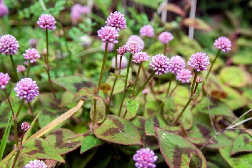 Iva Vagnerova/istockphoto.com