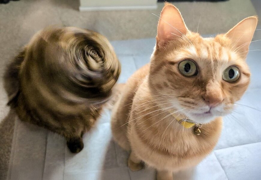 【13万いいね】猫ちゃん台風が発生！？意外すぎる姿にみんなの注目が集まる