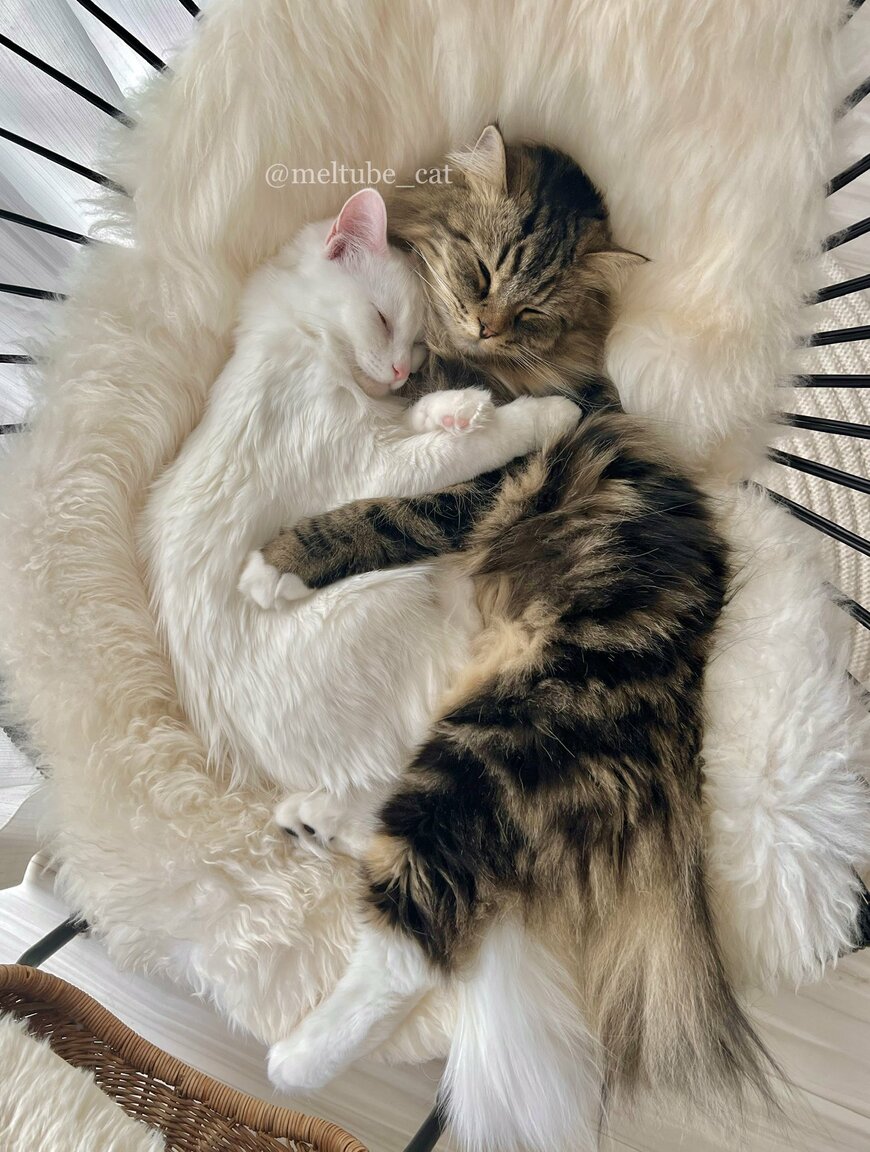 出所：@meltube_cat 