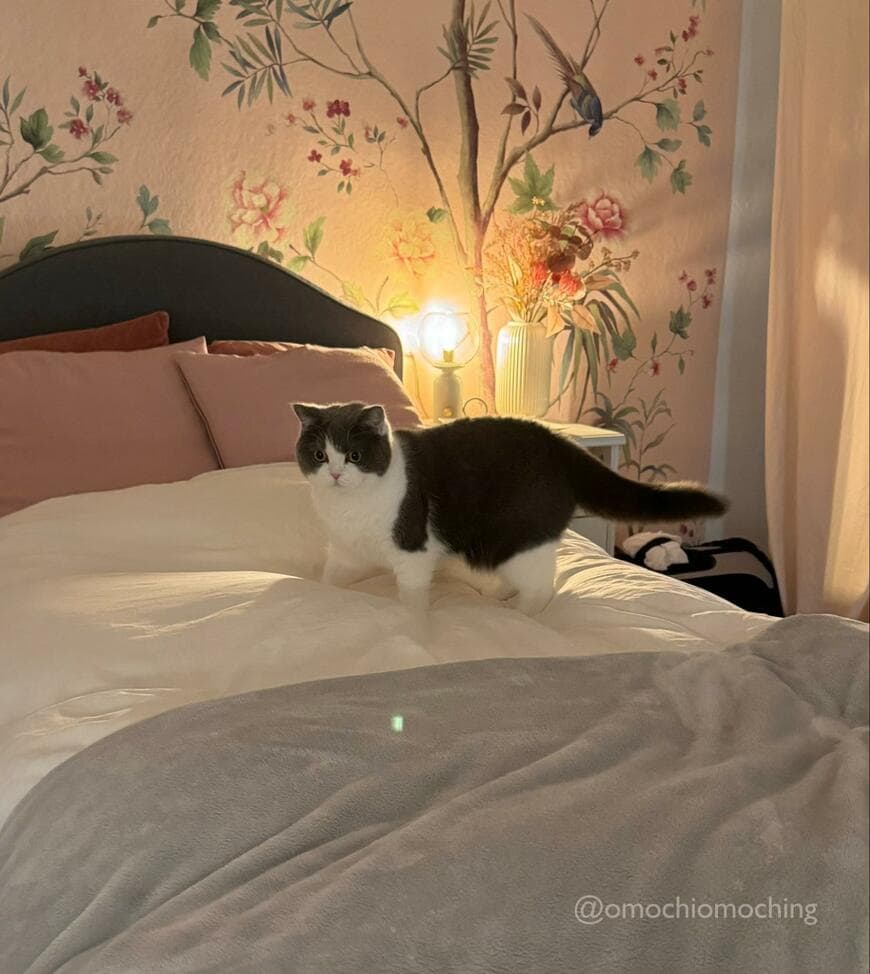 出所：@omochiomoching