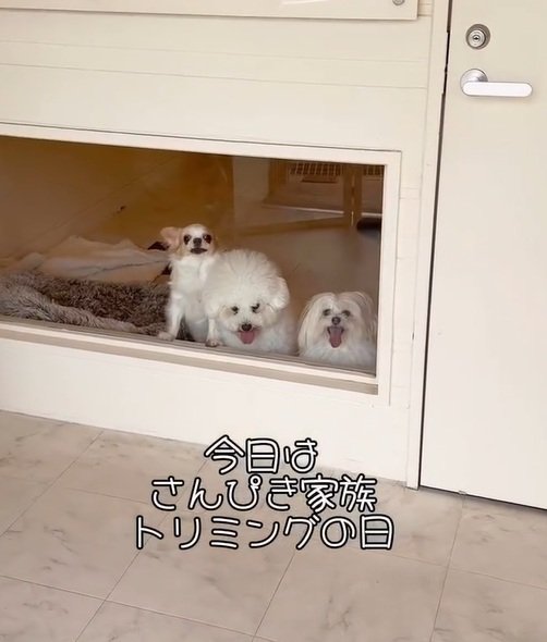 【犬たちのビフォーアフター】トリミングサロンを訪れたワンちゃんたちが大変身！『ふわふわもちもち』な姿へ