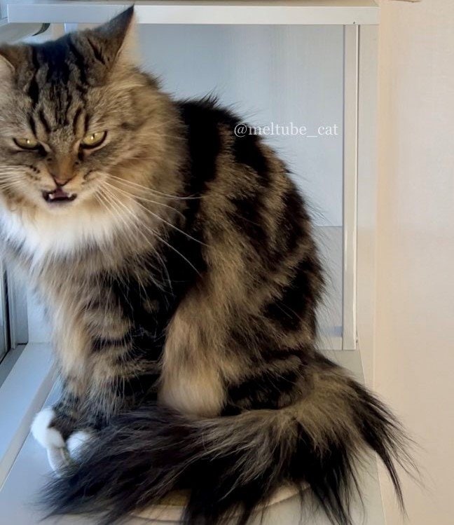 出所：@meltube_cat