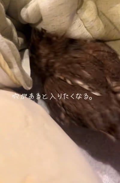 【穴があったら入りたくなるフクロウ】後ろ姿にキュン！「ウチの子も同じ事します」