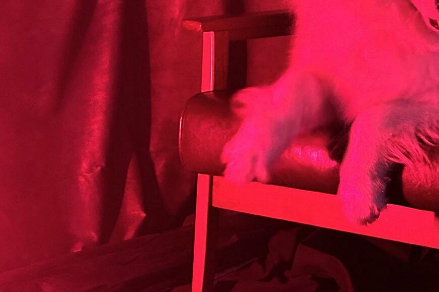 「赤い部屋の犬」ホラーな雰囲気満載のサモエド犬　一枚の写真が話題