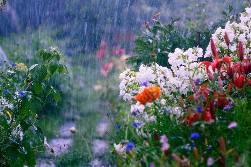 【ガーデニング】梅雨の花壇メンテナンス《雨の日のチェックポイント5つ》＆《今から植えておきたい夏の花6選》