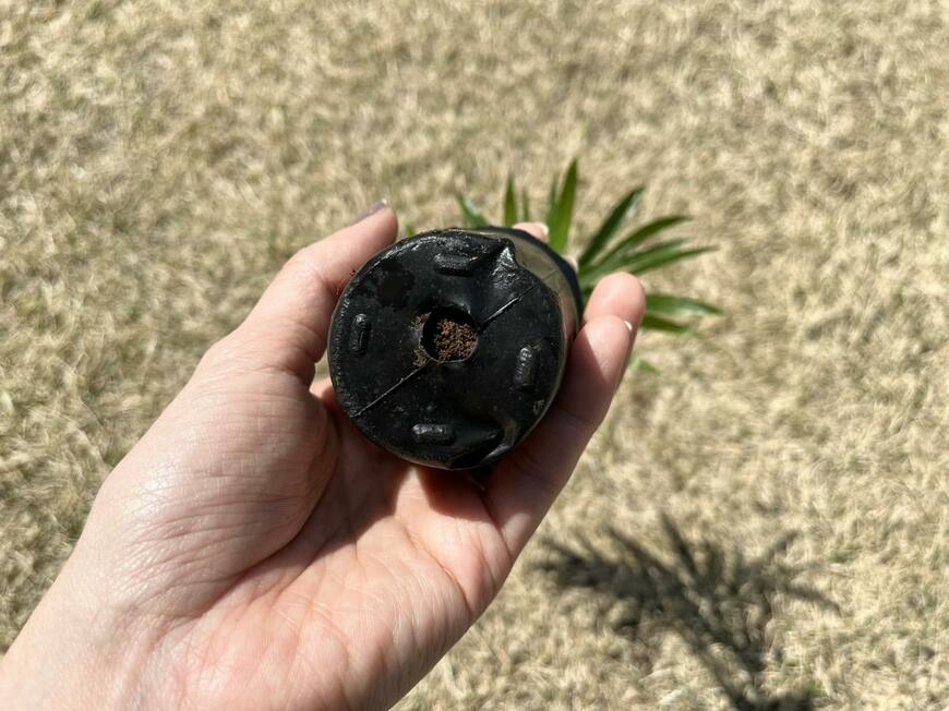 キャンドゥ「MINI Plants」