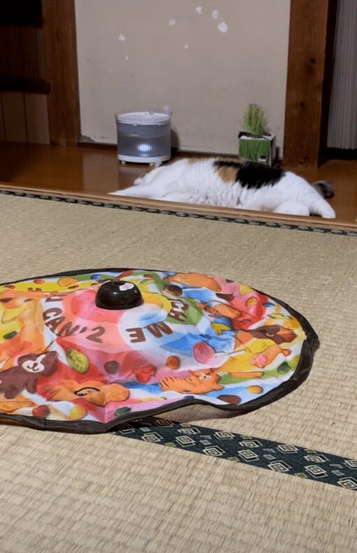 おもちゃよりお父さんが好きな猫