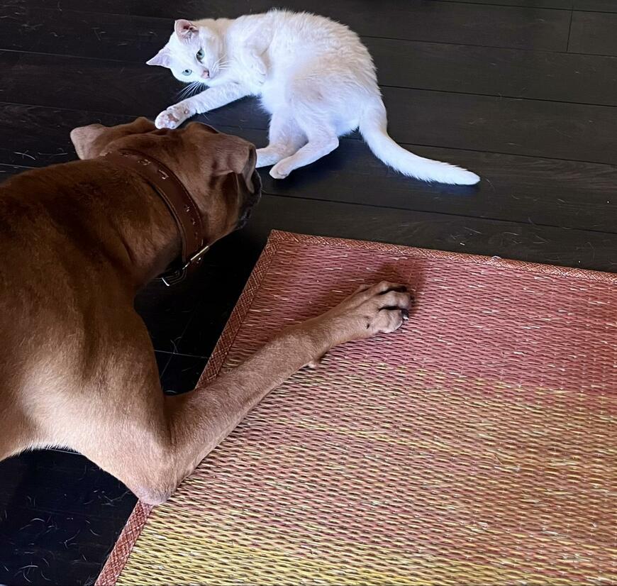 アピールがすごい猫