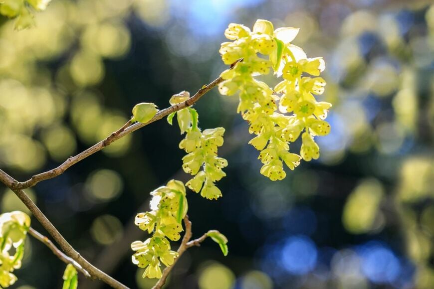 トサミズキの花