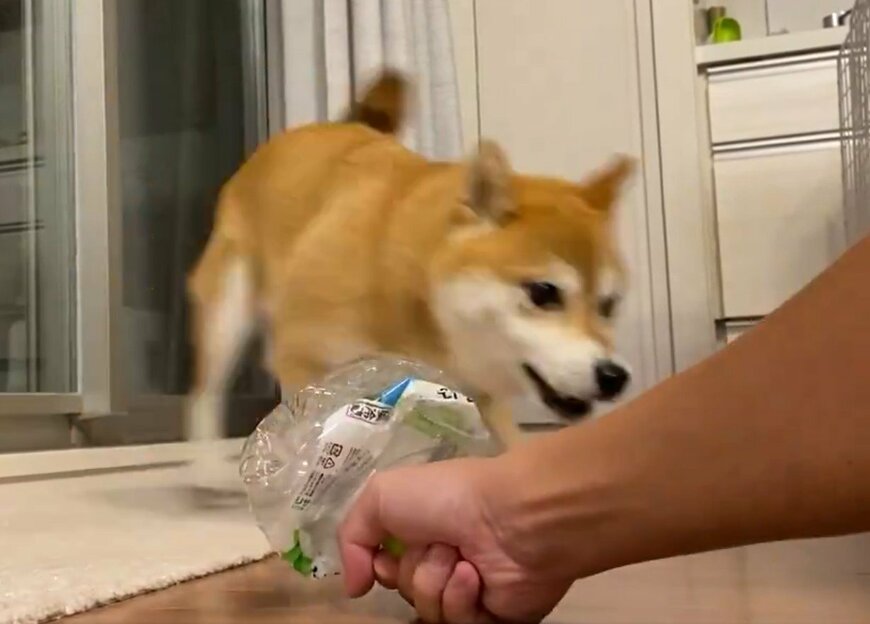 ペットボトルと戦う犬
