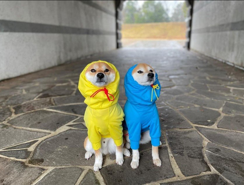 2匹のレインコートを着た犬