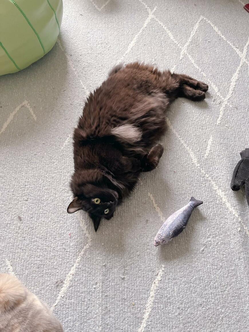 寝転がっている猫