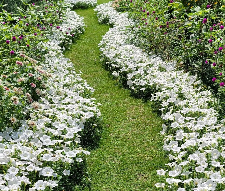 曲線の小道に沿って植えたペチュニア