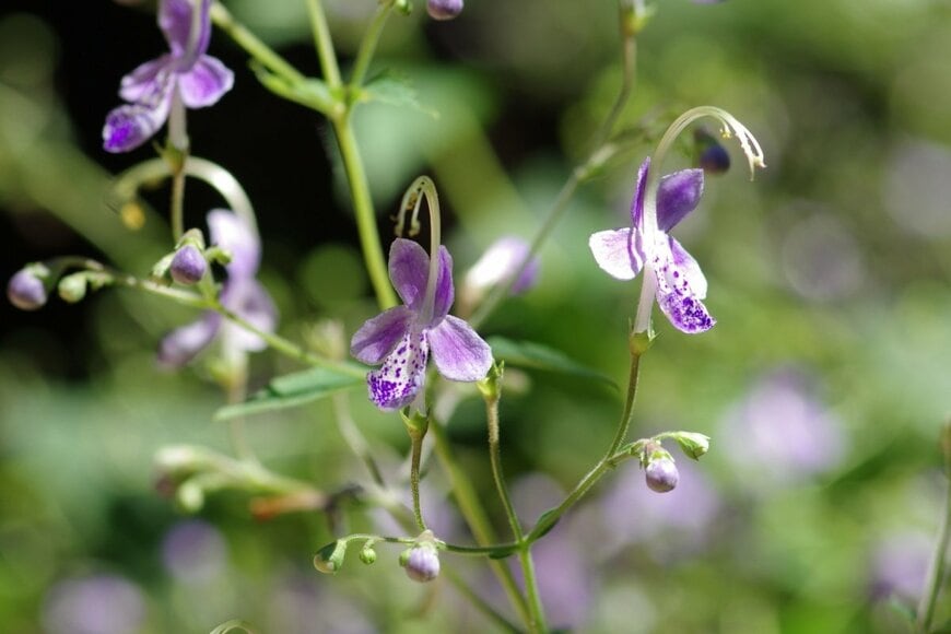 淡い青紫色の花を咲かせている、カリガネソウ